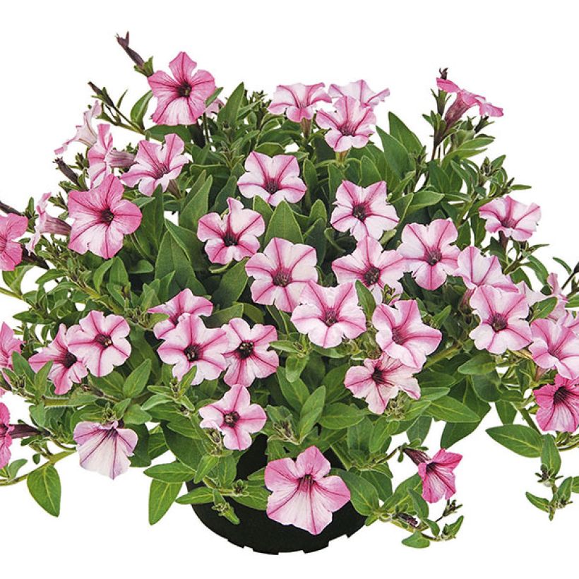 Petunia Pink Star (Plant habit)