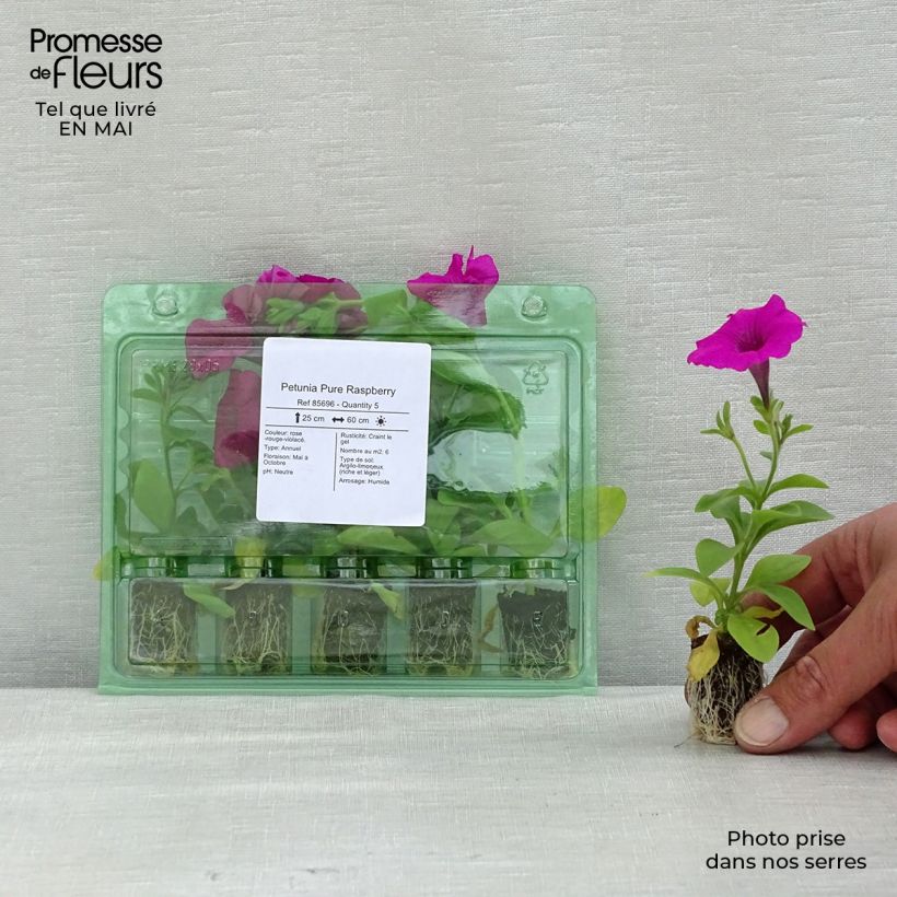 Petunia Surfinia Pure Raspberry sample as delivered in spring