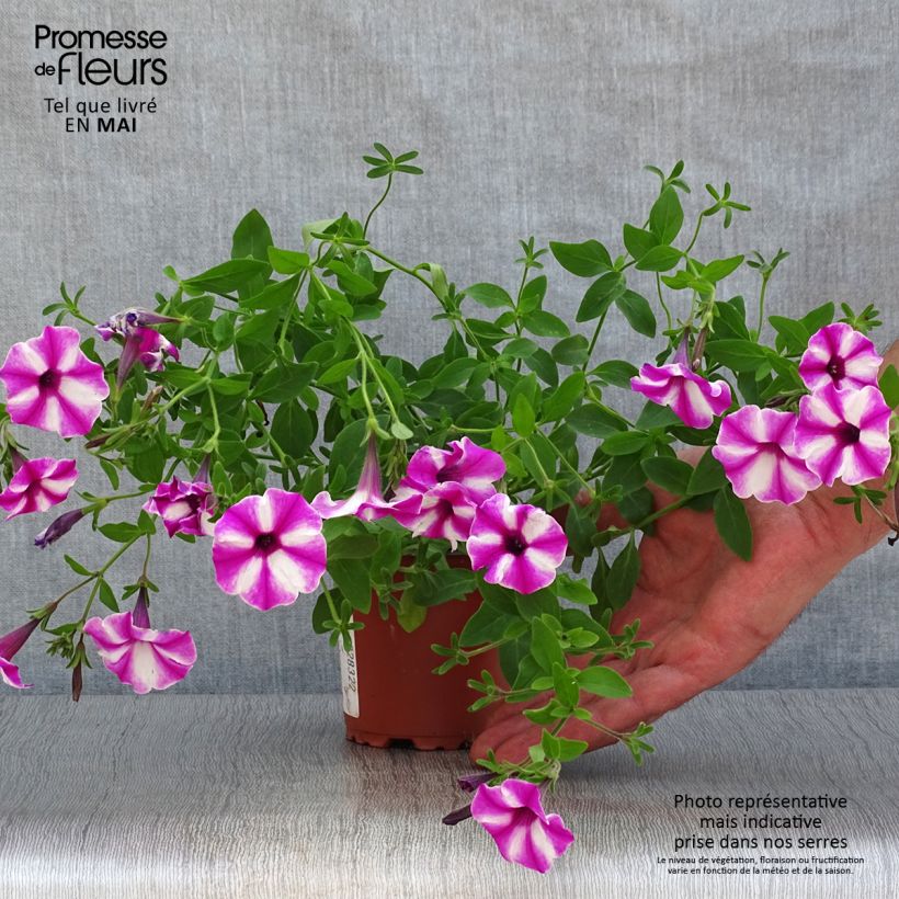 Petunia Supertunia Raspberry Star sample as delivered in spring
