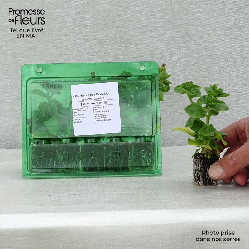 Petunia Surfinia Coral Morn Plug plant 3/4cm sample as delivered in spring