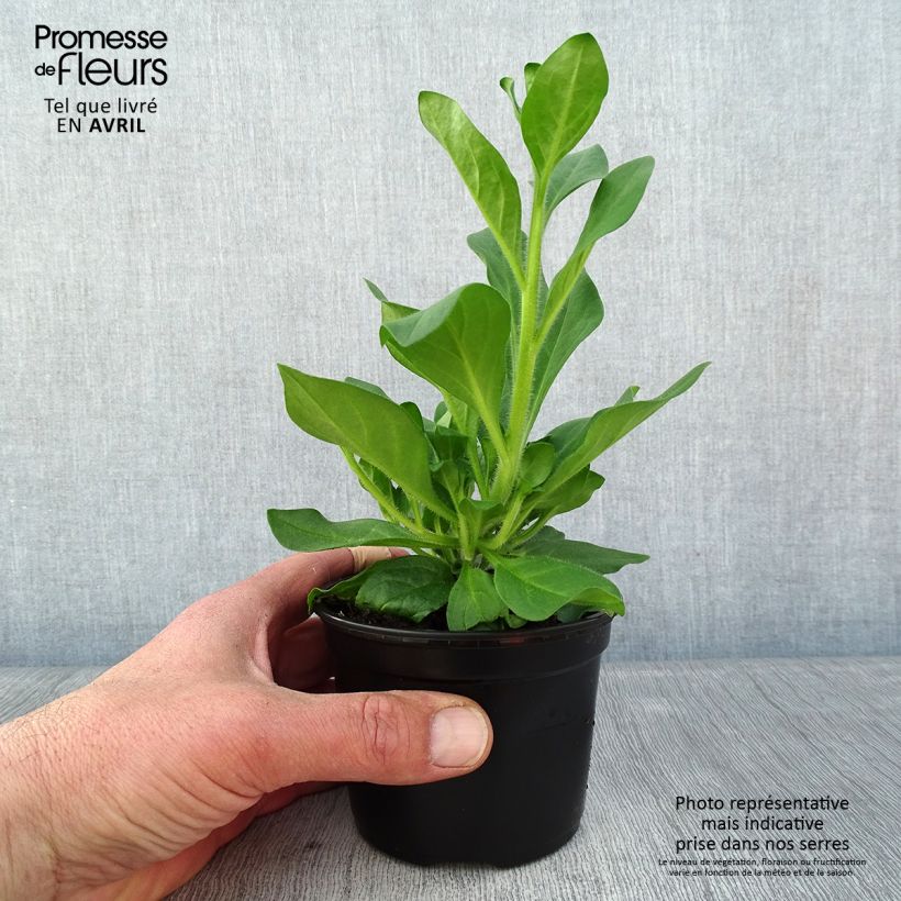 Petunia Surfinia Hot Pink 10cm/11cm pot sample as delivered in spring