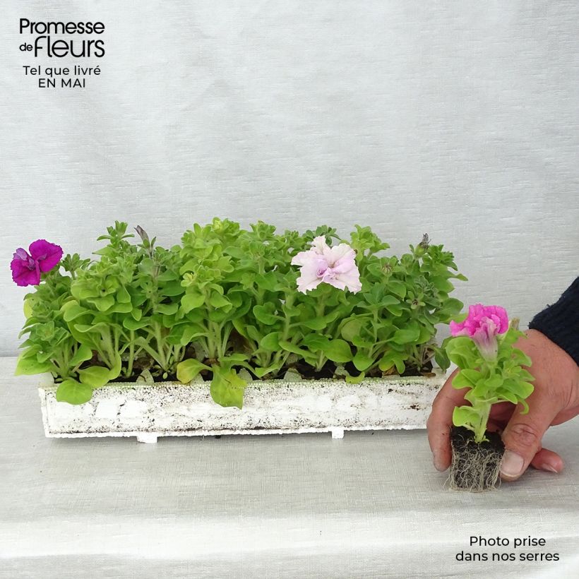 Petunia double Cassandra Mix en plaque de 16 plants sample as delivered in spring