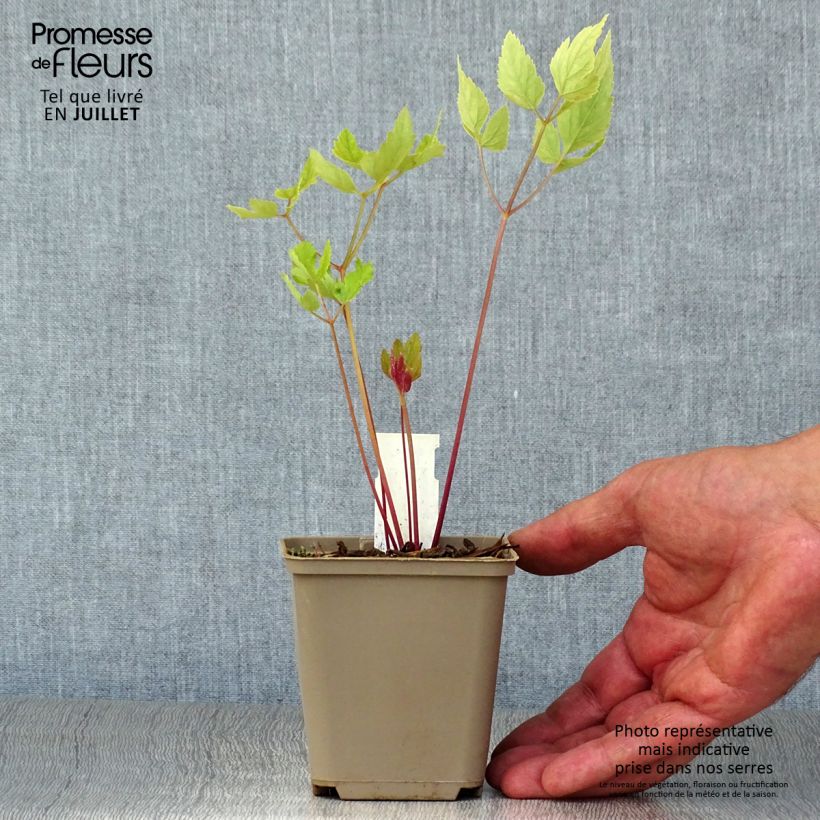 Peucedanum verticillare Godet de 8/9 cm sample as delivered in summer
