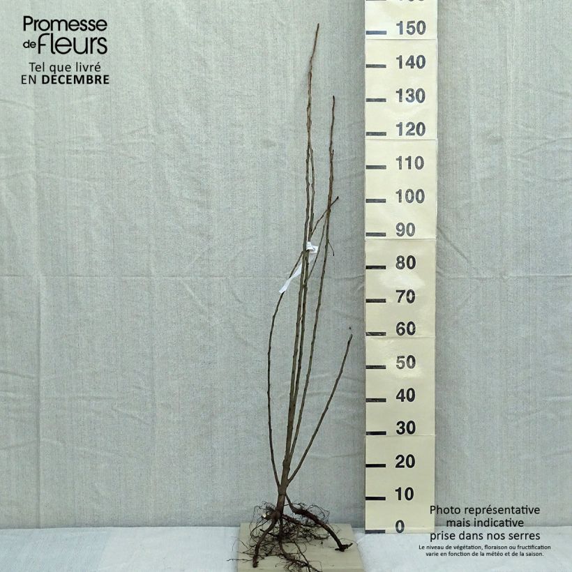 Populus nigra Italica - Black Poplar sample as delivered in winter