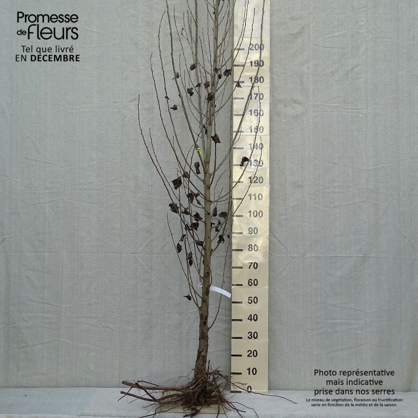 Populus nigra Italica - Black Poplar sample as delivered in winter
