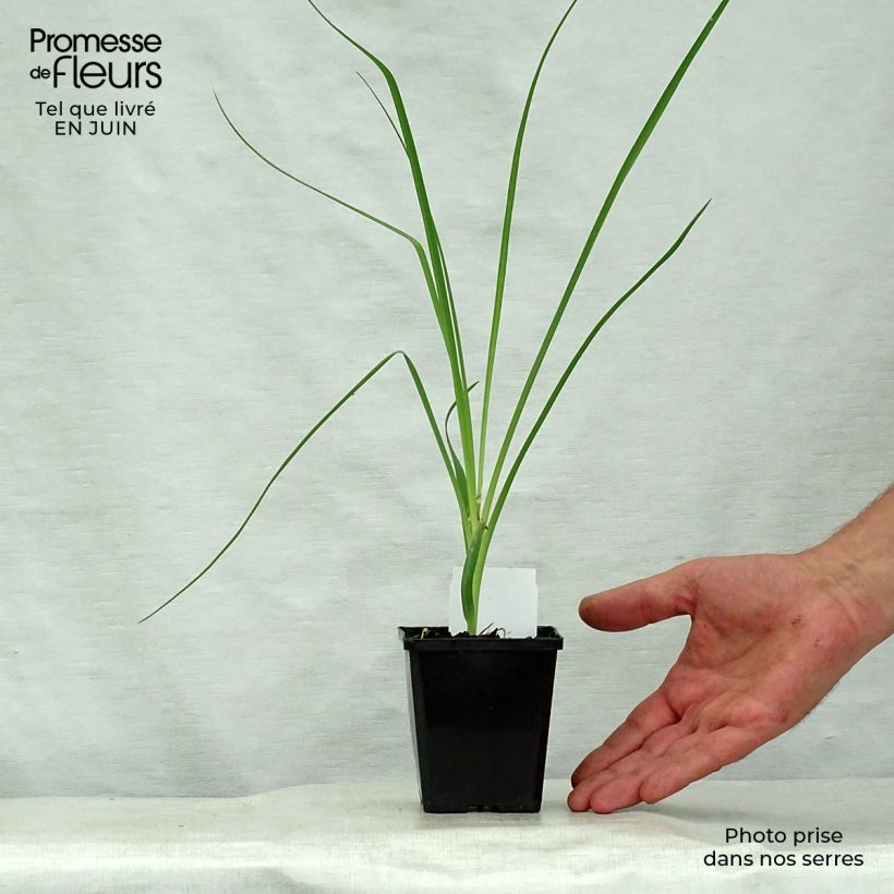 Anthericum liliago 8/9 cm pot sample as delivered in summer