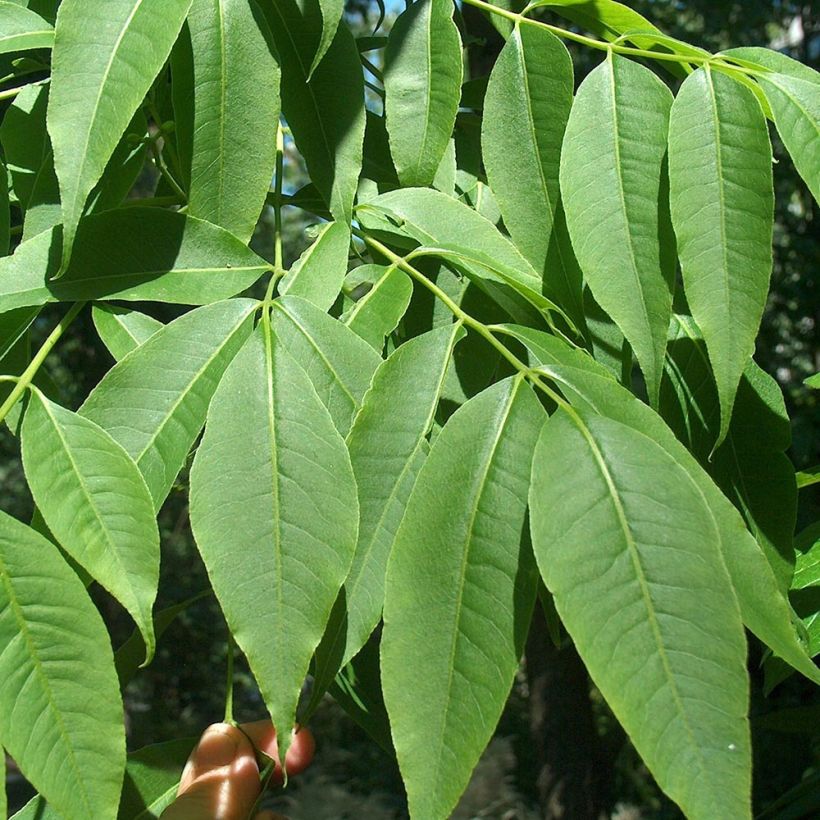Phellodendron amurense (Foliage)