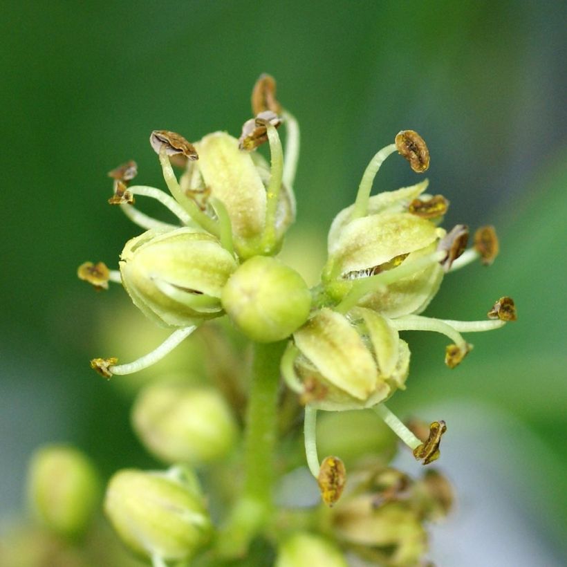 Phellodendron amurense (Flowering)