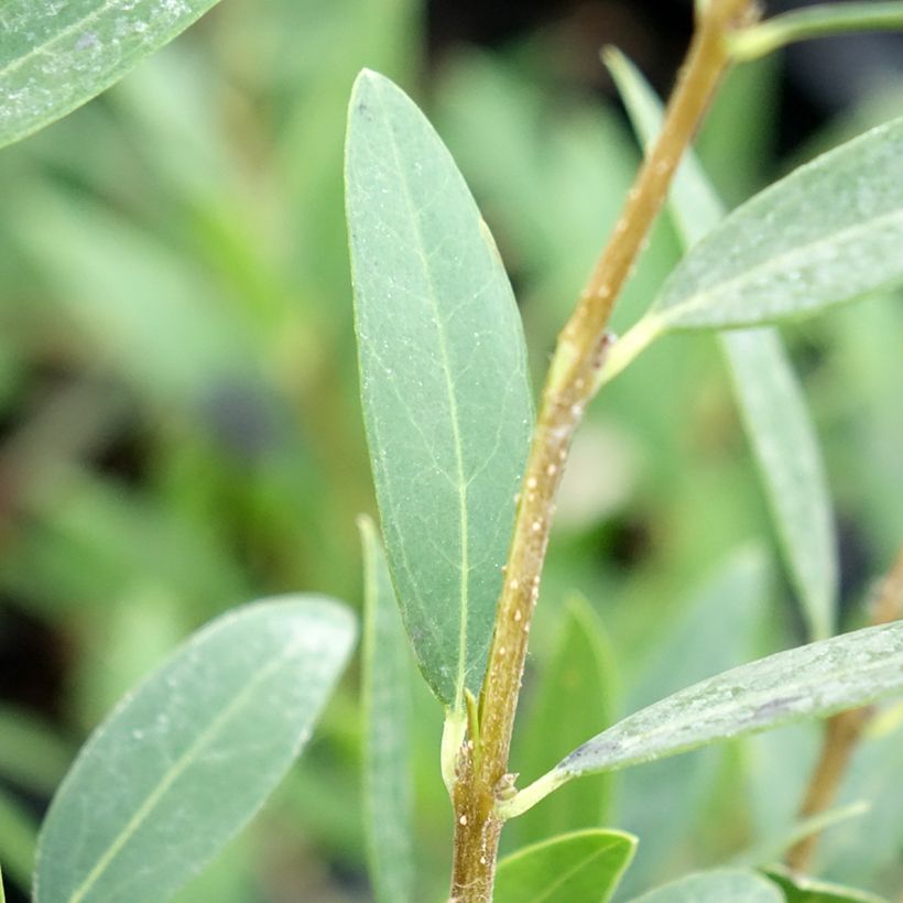 Phillyrea media Green Up - Mock Privet (Foliage)