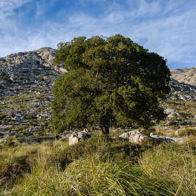 Phillyrea latifolia - Green Olive Tree (Plant habit)