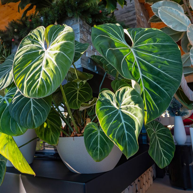 Philodendron gloriosum (Plant habit)
