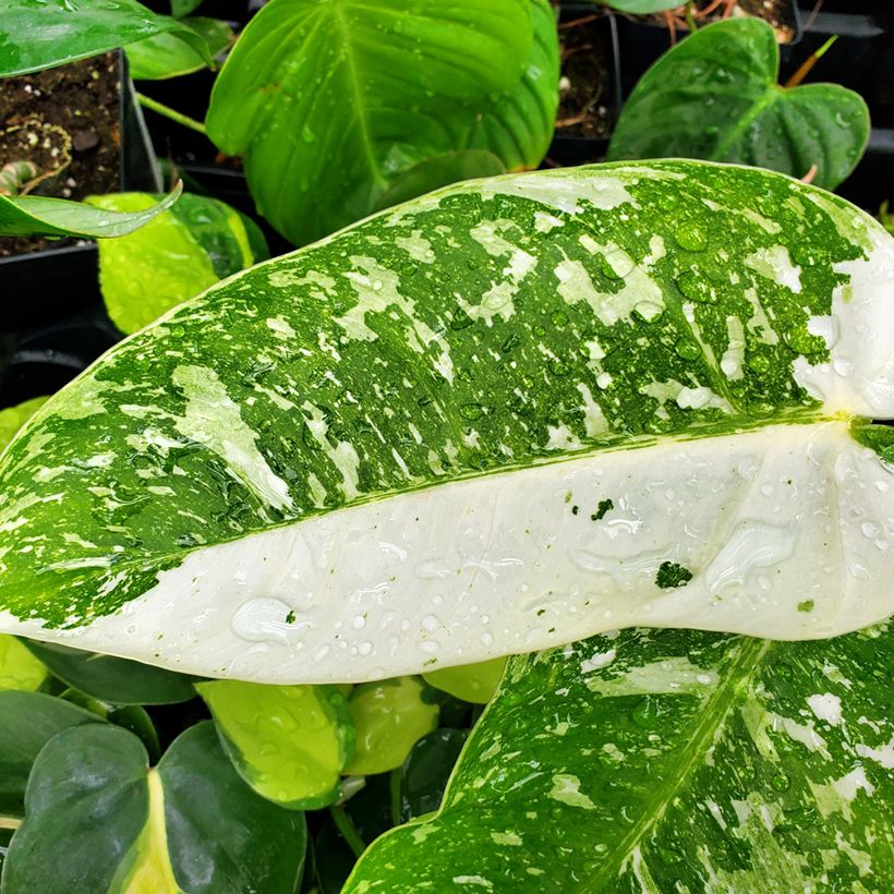 Philodendron Jose Buono (Foliage)
