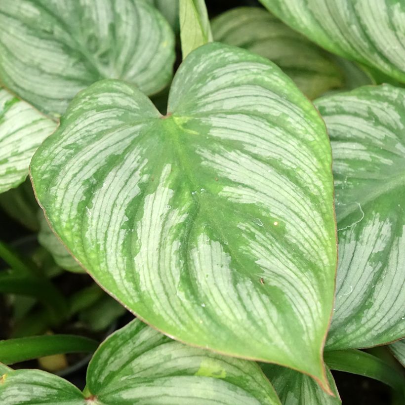 Philodendron gloriosum x pastazanum McDowell (Foliage)