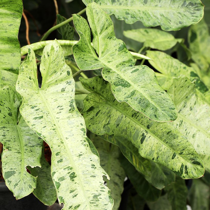 Philodendron Paraiso Verde (Foliage)