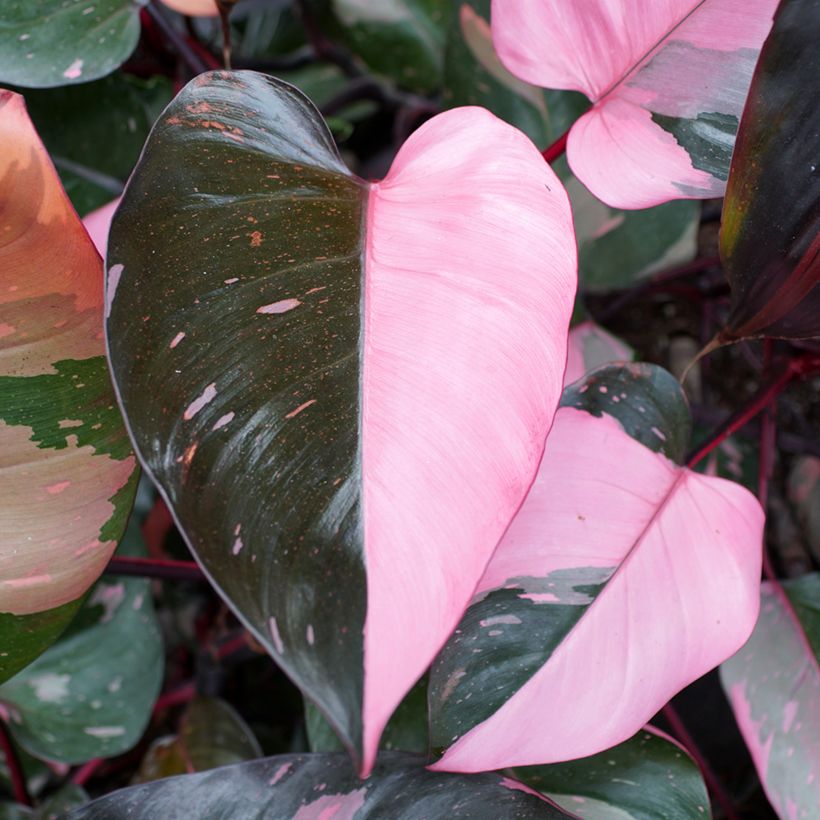 Philodendron x erubescens Pink Princess (Foliage)