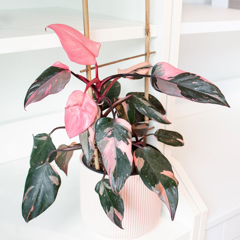 Philodendron x erubescens Pink Princess (Plant habit)