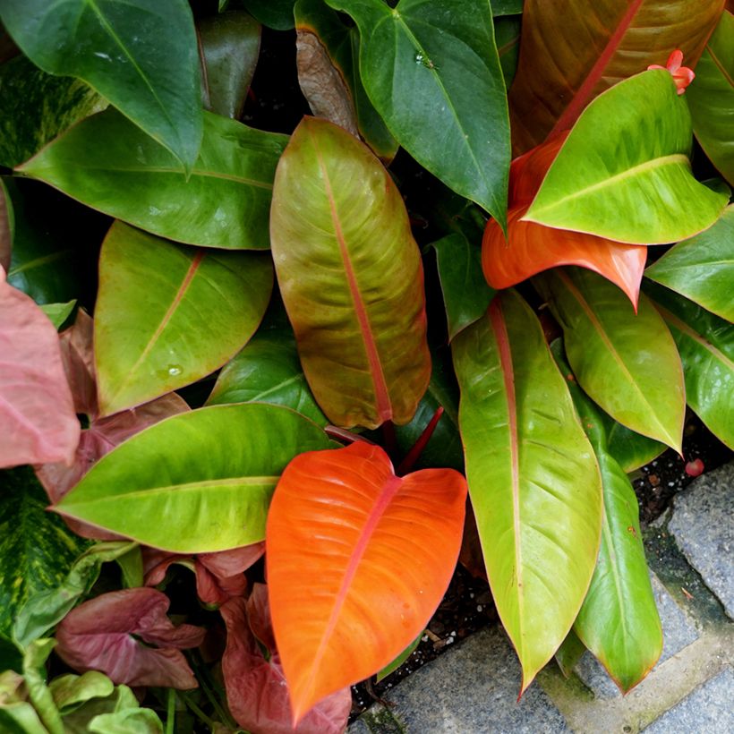 Philodendron erubescens Prince of Orange (Plant habit)