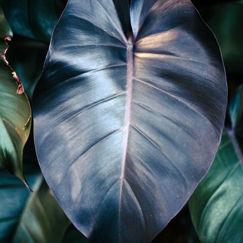 Philodendron tuxtlanum Royal Queen (Foliage)
