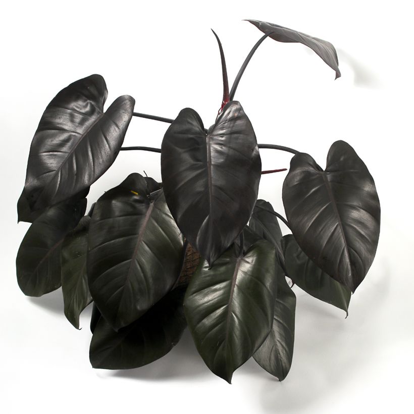 Philodendron tuxtlanum Royal Queen (Plant habit)