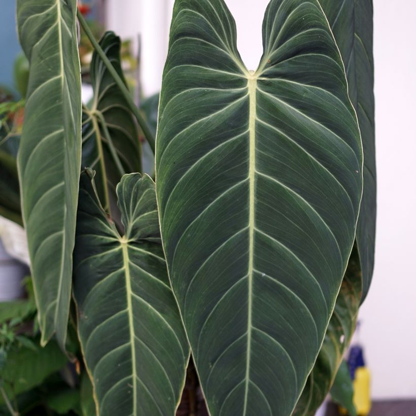 Philodendron melanochrysum - Black-gold philodendron (Foliage)