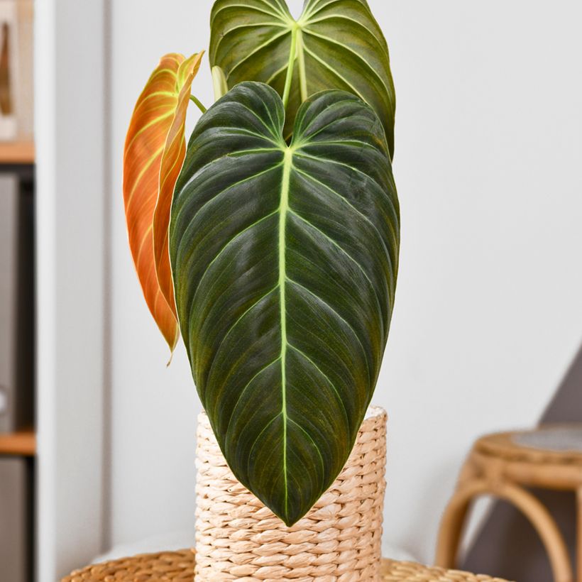 Philodendron melanochrysum - Black-gold philodendron (Plant habit)