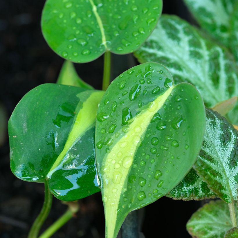 Philodendron scandens Brasil - Heartleaf philodendron (Foliage)