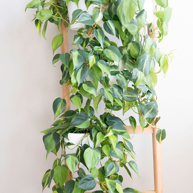 Philodendron scandens Brasil - Heartleaf philodendron (Plant habit)