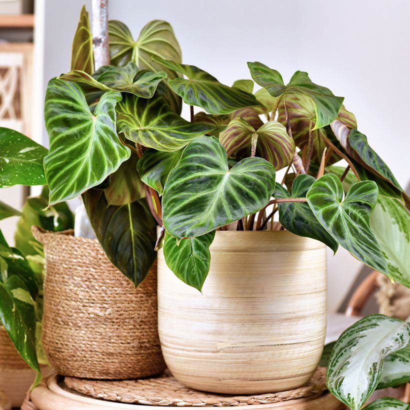 Philodendron verrucosum (Plant habit)