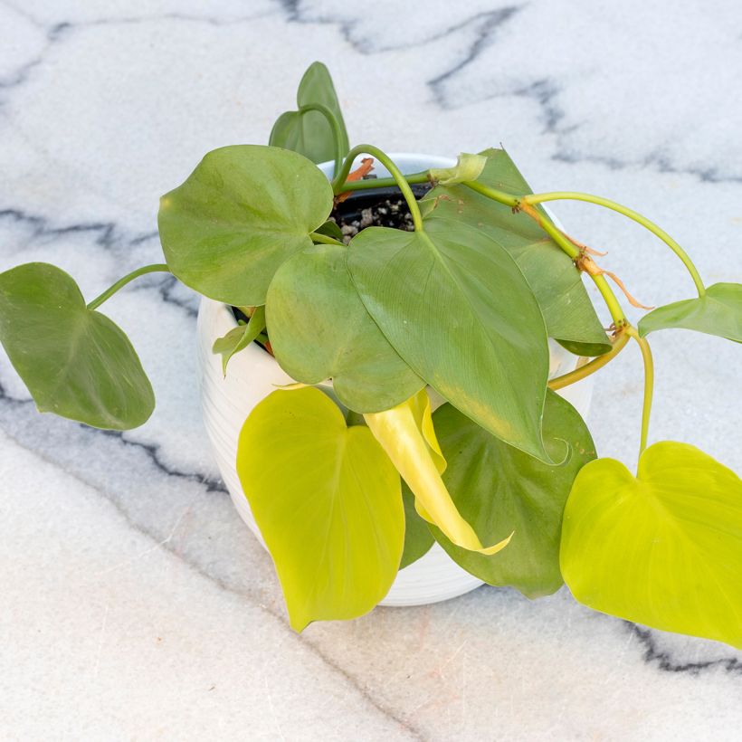 Philodendron Neon (Plant habit)