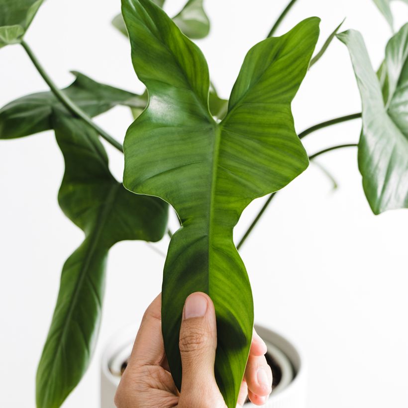 Philodendron longilobatum (Foliage)