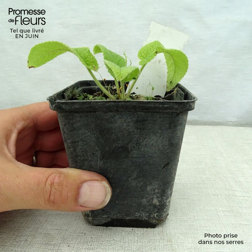 Phlomis cashmeriana 8/9 cm pot sample as delivered in summer