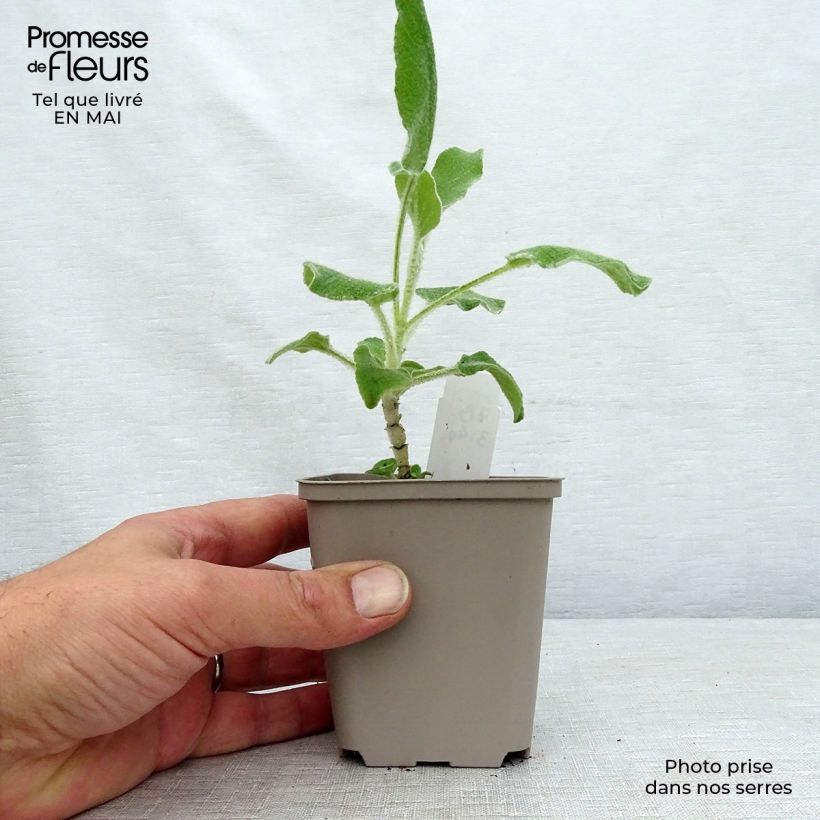 Phlomis fruticosa - Jerusalem Sage sample as delivered in spring