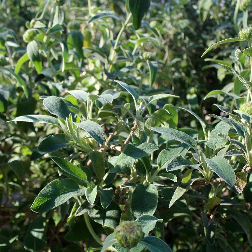 Phlomis fruticosa - Jerusalem Sage (Foliage)