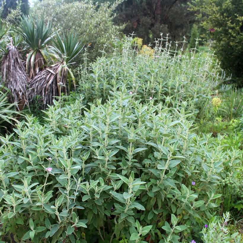 Phlomis purpurea (Plant habit)