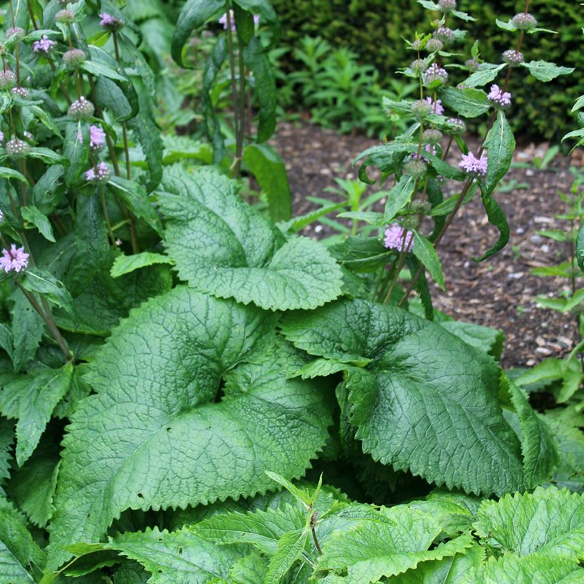 Phlomis tuberosa Amazone (Foliage)