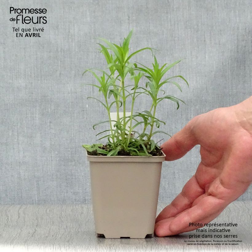 Phlox carolina Bill Baker Godet de 9cm sample as delivered in spring