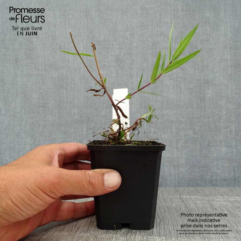 Phlox divaricata subsp. laphamii Chattahoochee 8/9 cm pot sample as delivered in summer
