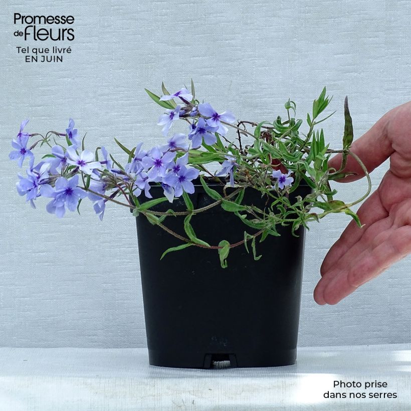Phlox divaricata subsp. laphamii Chattahoochee 2L/3L pot sample as delivered in summer