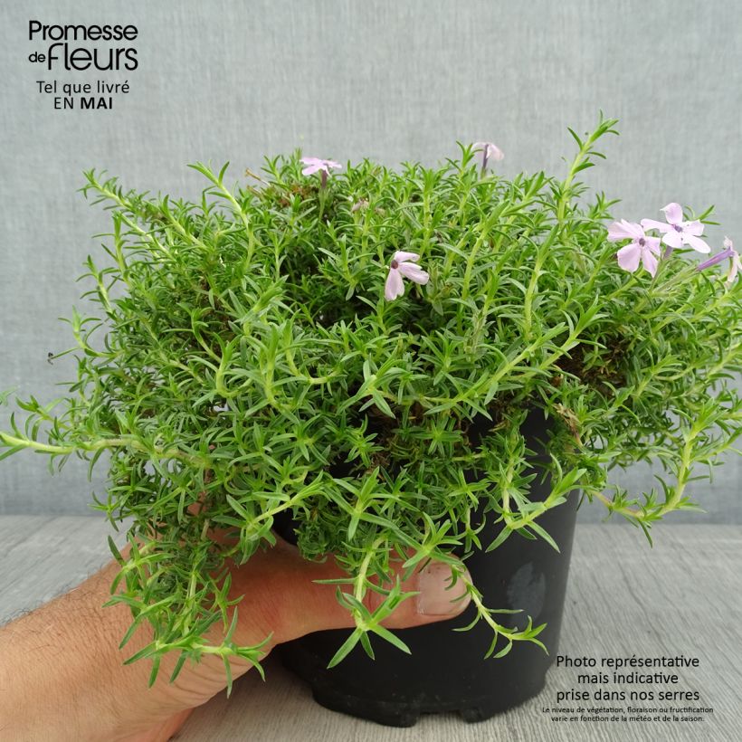 Phlox douglasii Lilac Cloud - Phlox mousse en pot de 2L/3L sample as delivered in spring