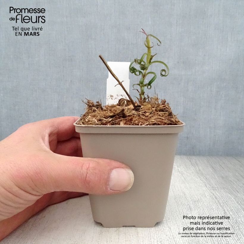 Phlox maculata Alpha sample as delivered in spring