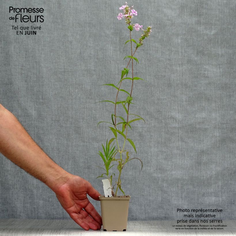 Phlox maculata Natasha 8/9 cm pot sample as delivered in summer