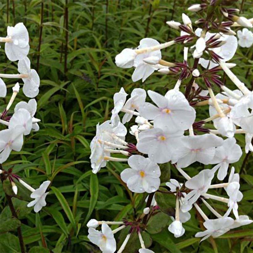Phlox maculata Omega (Foliage)