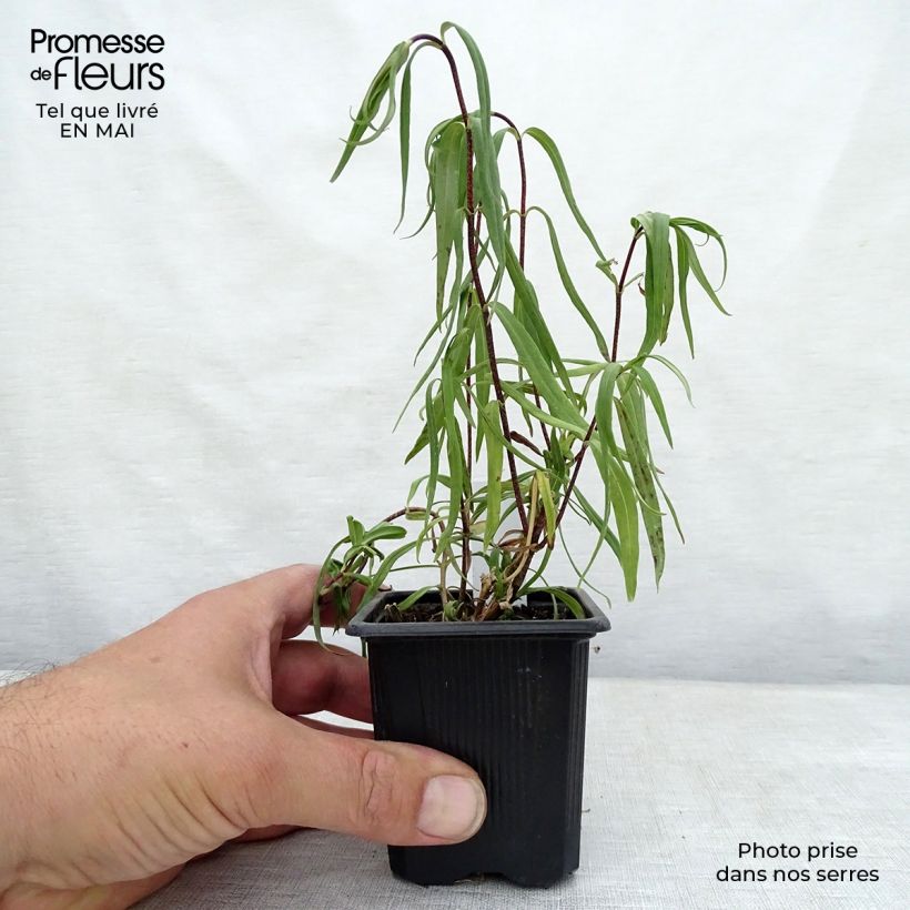 Phlox maculata Omega sample as delivered in spring