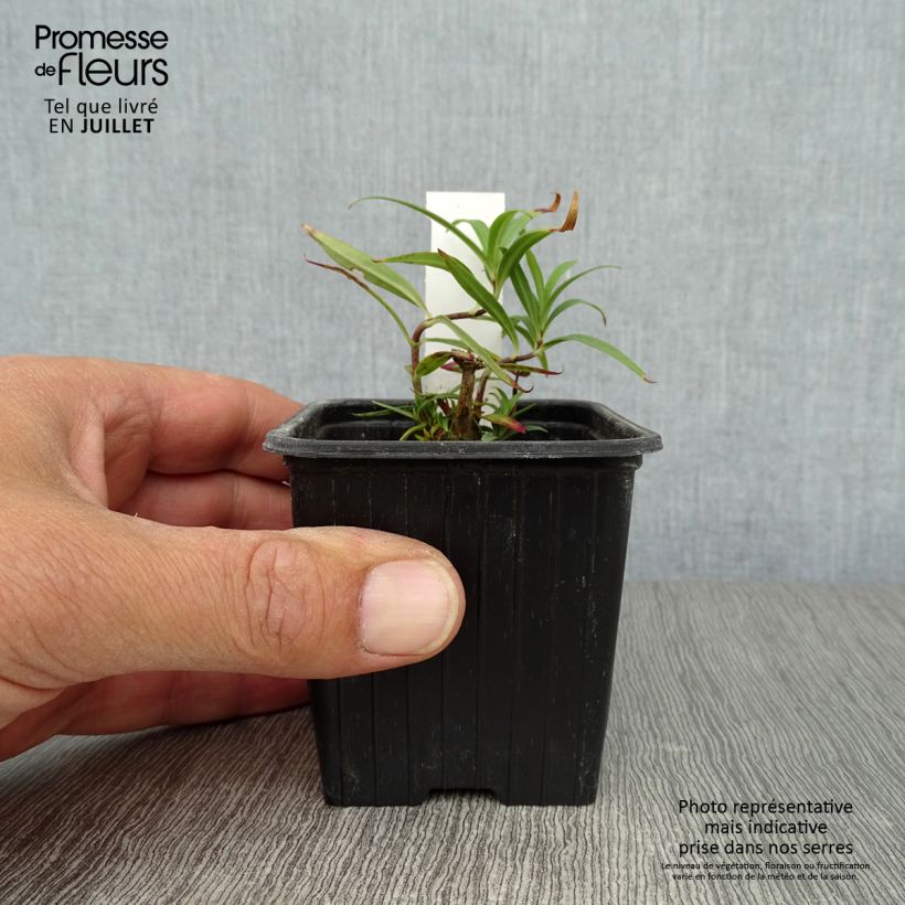 Phlox maculata Omega 8/9 cm pot sample as delivered in summer