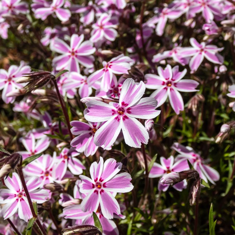 Phlox subulata Candy Stripes (Flowering)