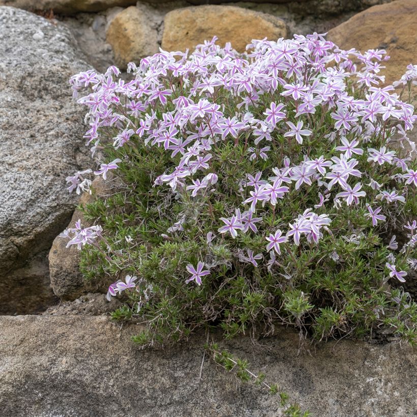 Phlox subulata Candy Stripes (Plant habit)