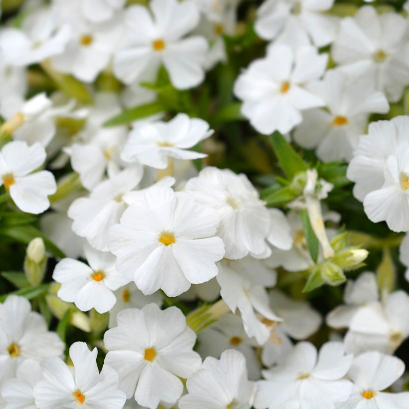 Phlox subulata White Delight (Flowering)