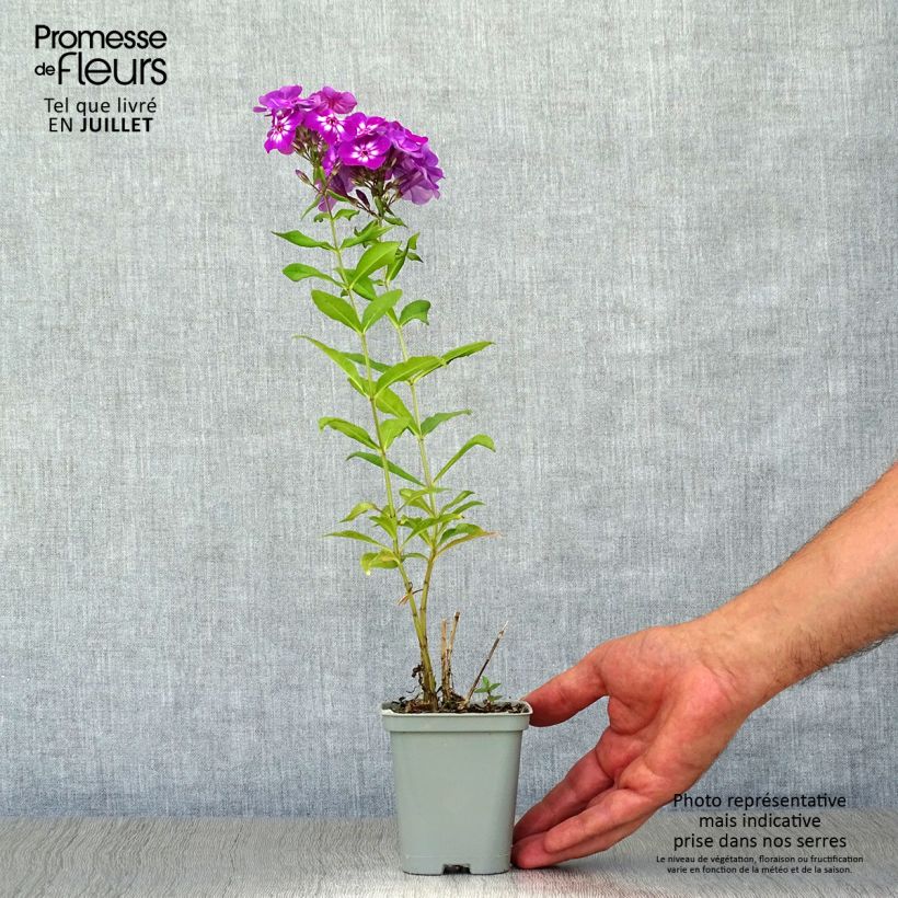 Phlox paniculata Amethyst Godet de 9cm sample as delivered in summer