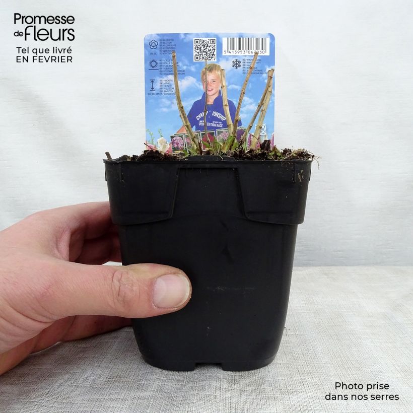 Phlox paniculata Bambini Candy Crush Pot de 10 cm/11cm sample as delivered in winter