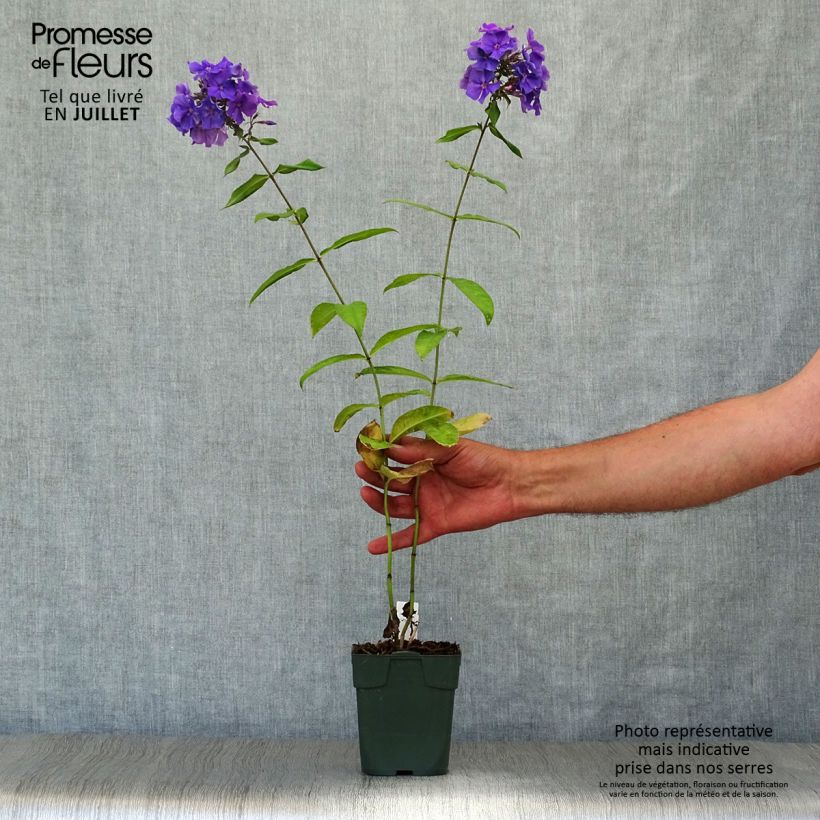 Phlox paniculata Blue Paradise Godet de 9cm sample as delivered in summer